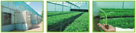 greenhouse