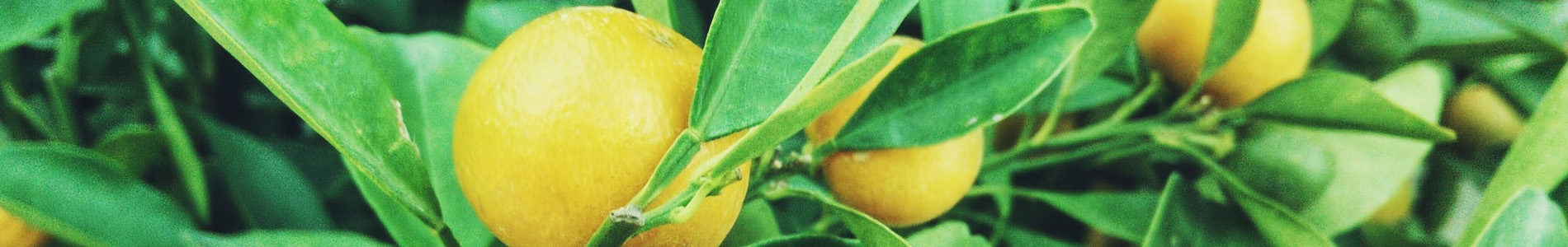 lemon-banner