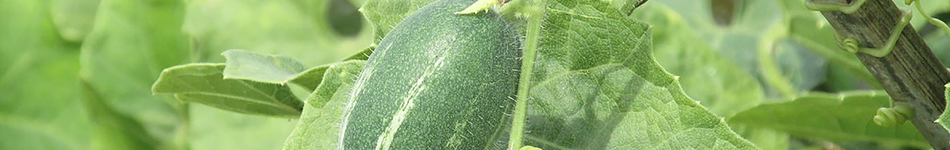 pointed-gourd-banner