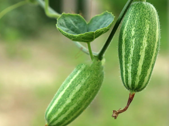 pointed-gourd