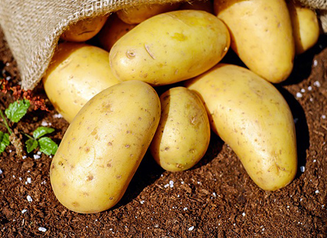 potato